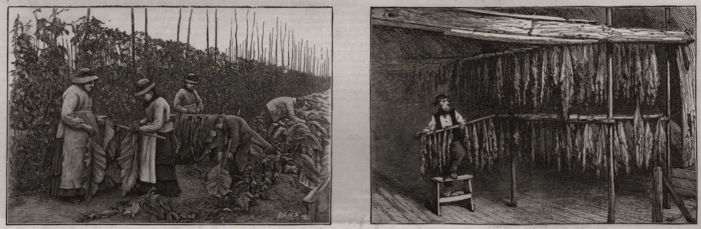 Tobacco growing in Kent. Picking the tobacco leaf; hanging it up to dry 1886